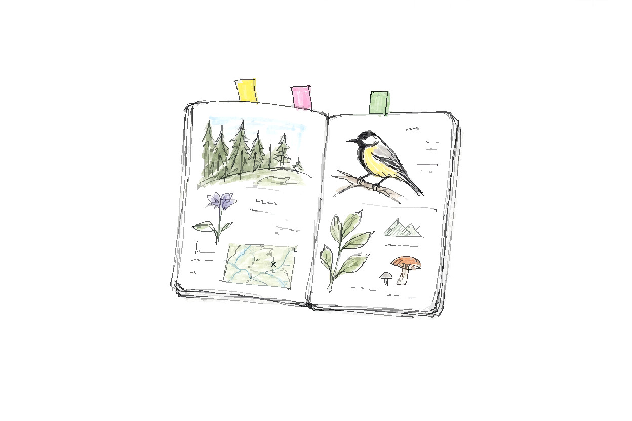 A small open field guide with three colored bookmark tabs sticking up from the top edge, lying flat on a plain background.